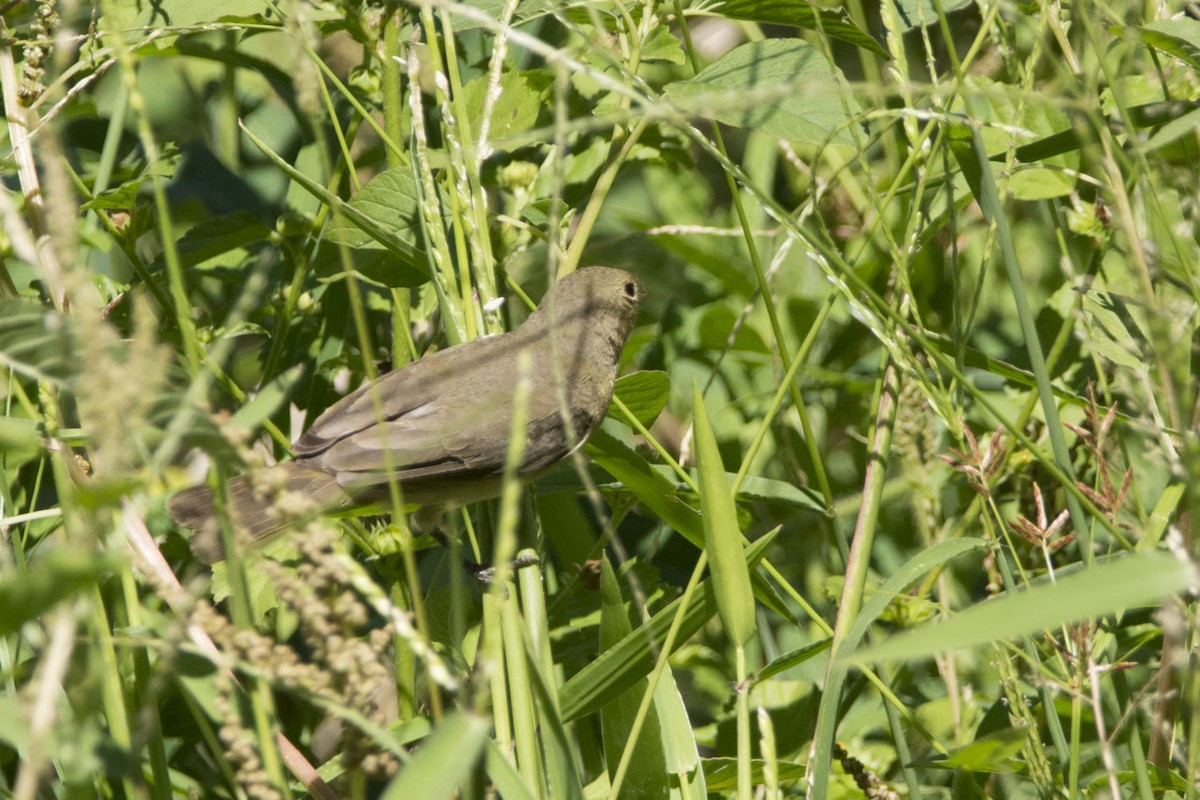 Double-collared Seedeater - ML108093021