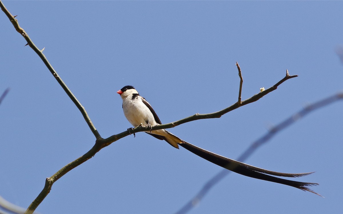 Pin-tailed Whydah - ML108093391