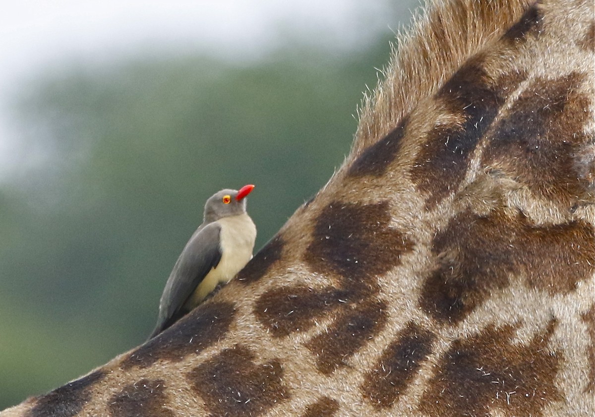 Red-billed Oxpecker - ML108093741