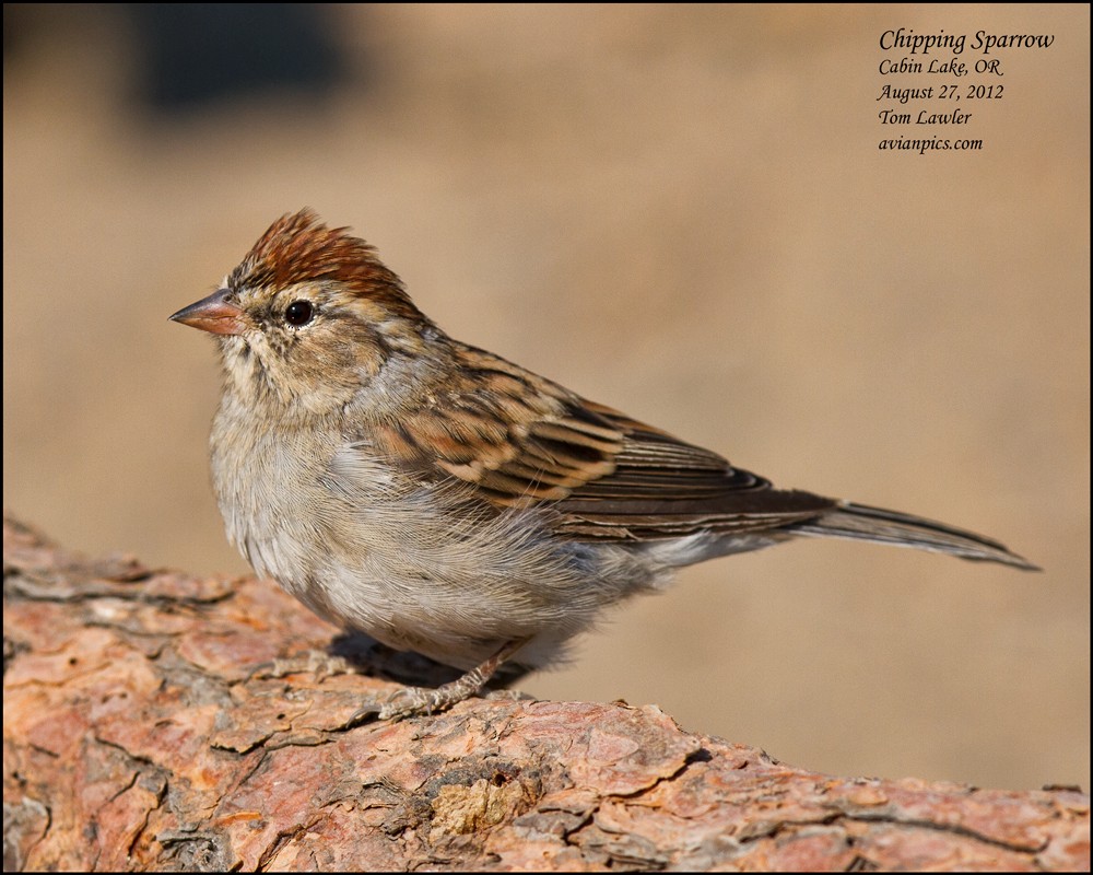 Chipping Sparrow - ML108095581
