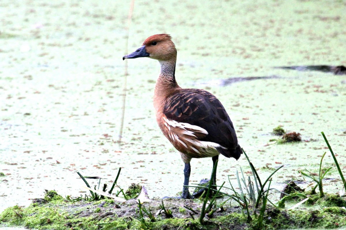 Fulvous Whistling-Duck - ML108097431