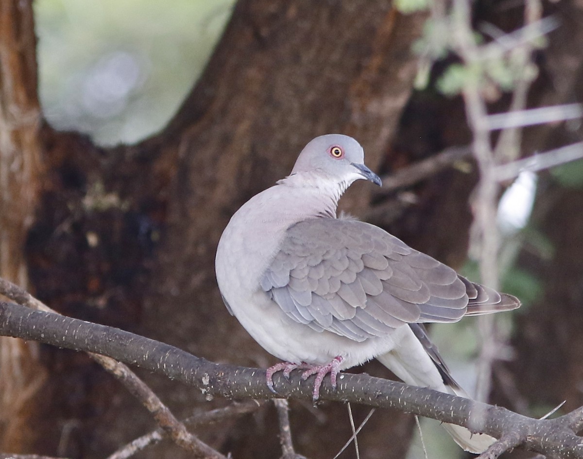 Mourning Collared-Dove - Don Roberson