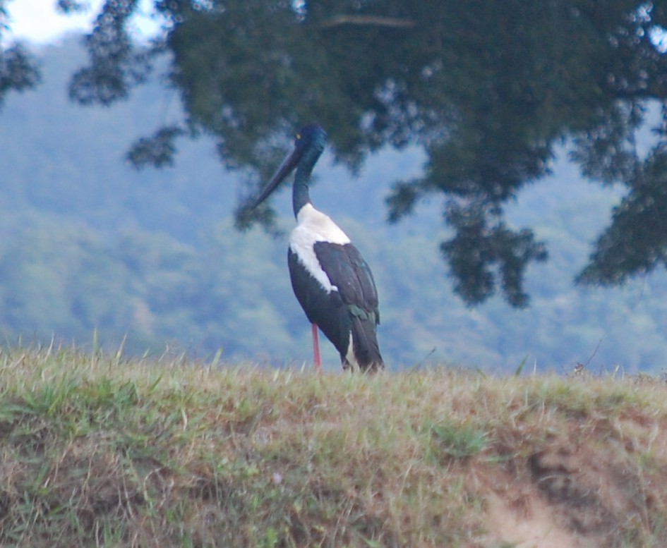 Black-necked Stork - ML108097961