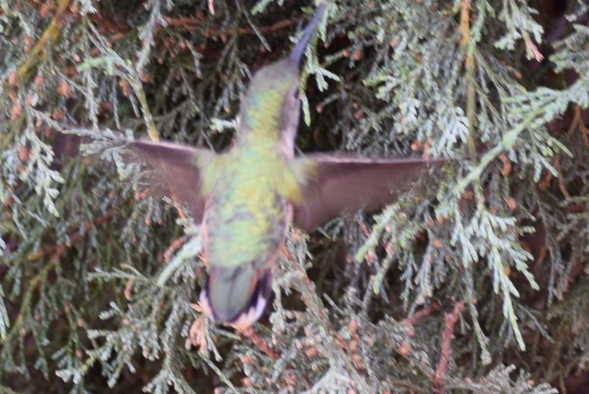 Broad-tailed Hummingbird - ML108099151