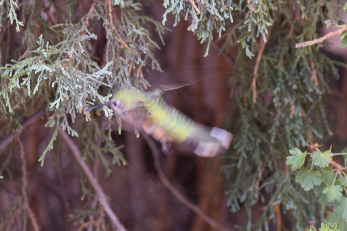 Broad-tailed Hummingbird - Matthew Echaniz