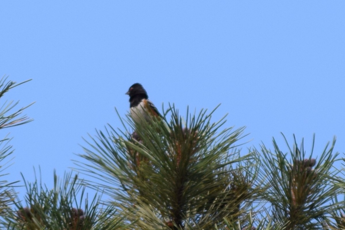 Spotted Towhee - ML108099451