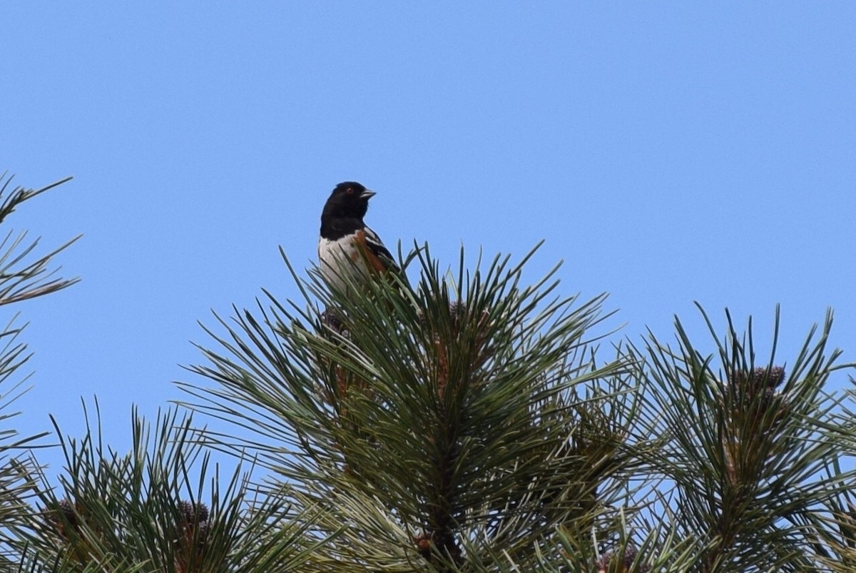 Spotted Towhee - ML108099461
