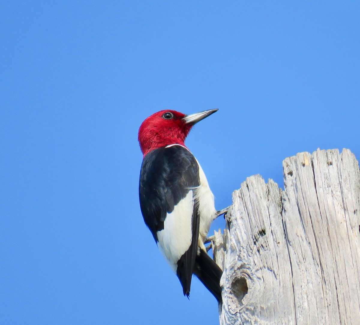 Red-headed Woodpecker - ML108099731