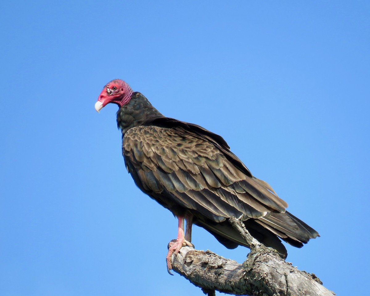 Turkey Vulture - ML108099981