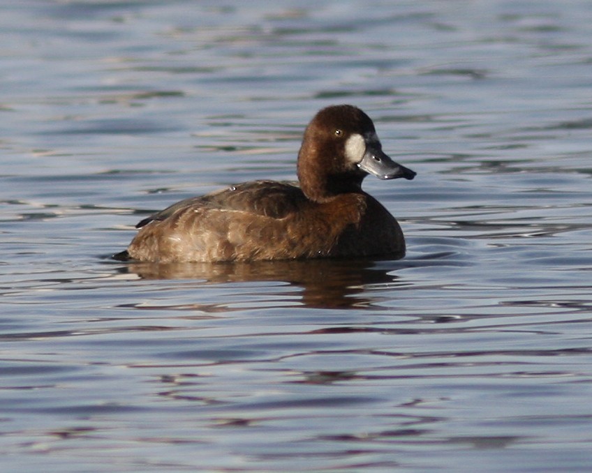 Greater Scaup - ML108101671