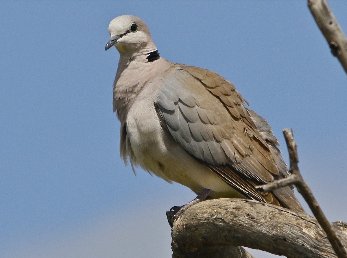 Ring-necked Dove - Don Roberson