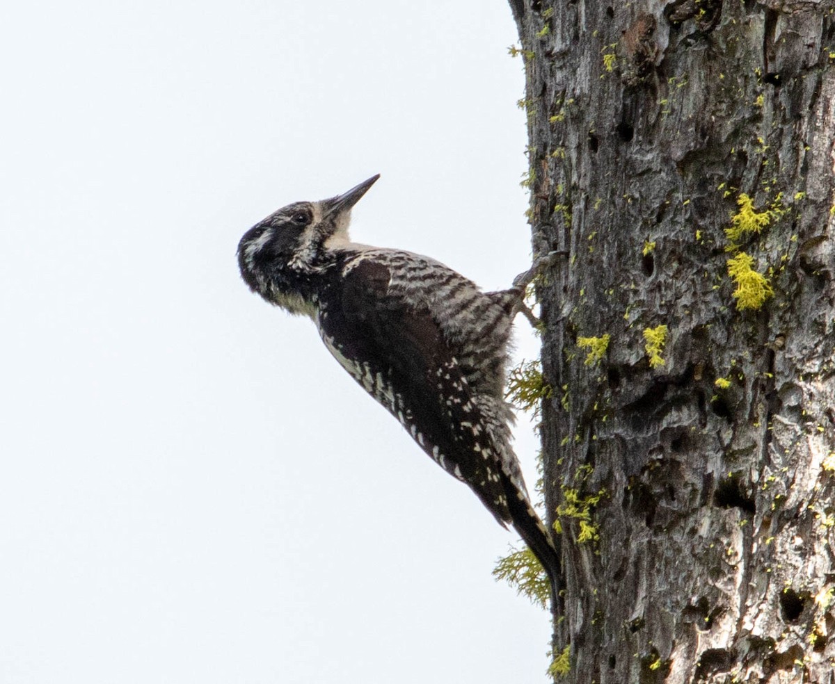 American Three-toed Woodpecker - Mel Senac
