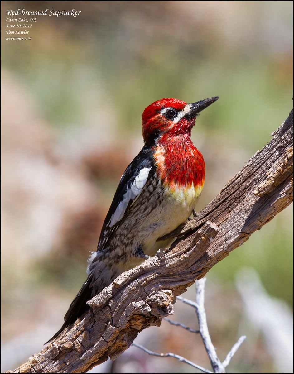 Red-breasted Sapsucker - ML108102941