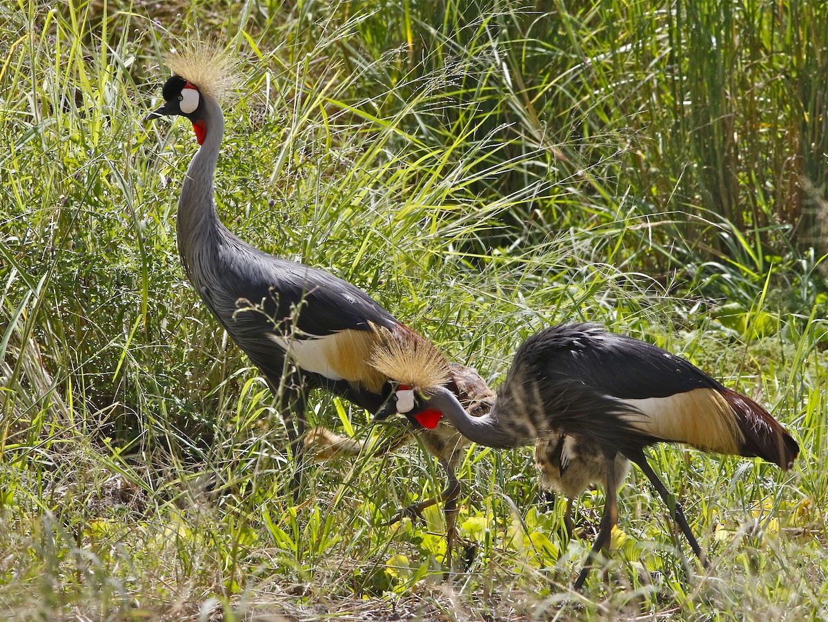 Gray Crowned-Crane - Don Roberson