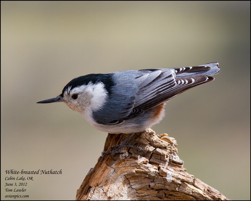 White-breasted Nuthatch - ML108103611