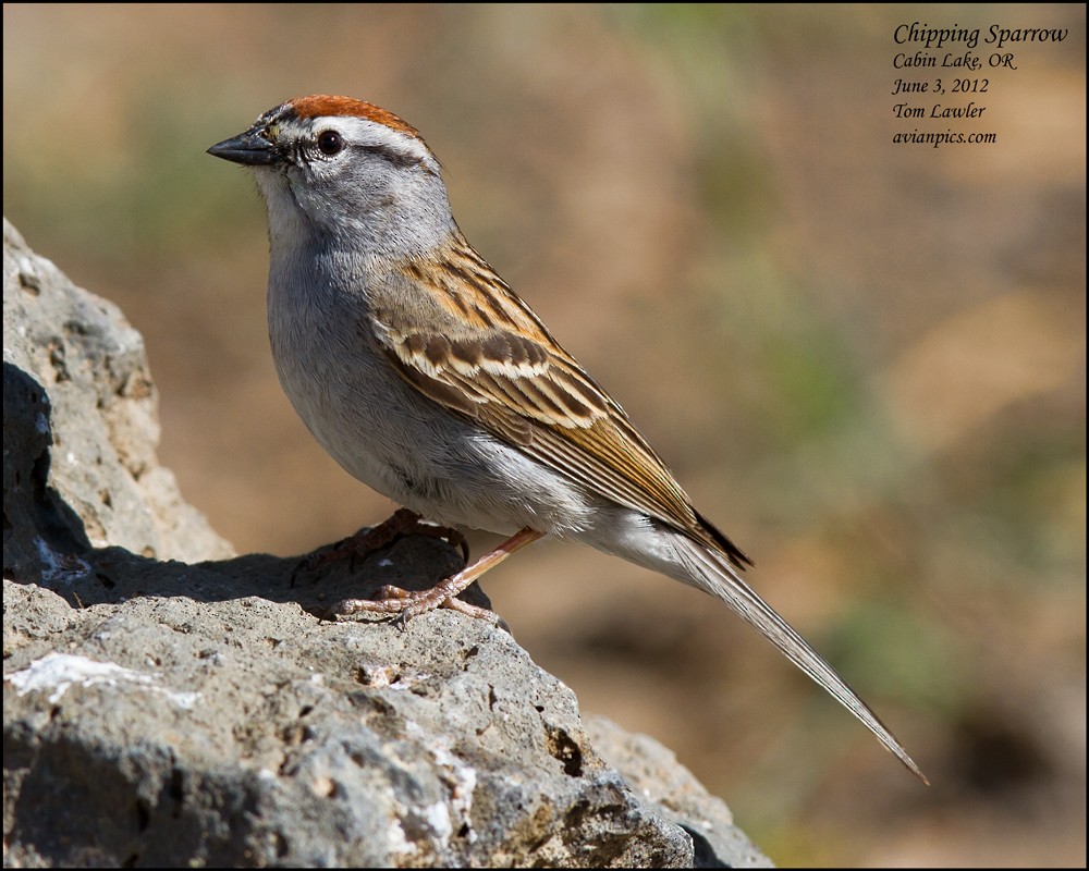 Chipping Sparrow - Tom Lawler