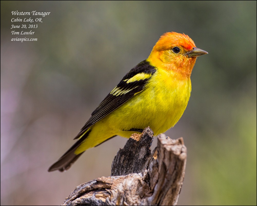 Western Tanager - Tom Lawler