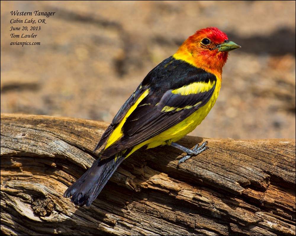 Western Tanager - ML108105751