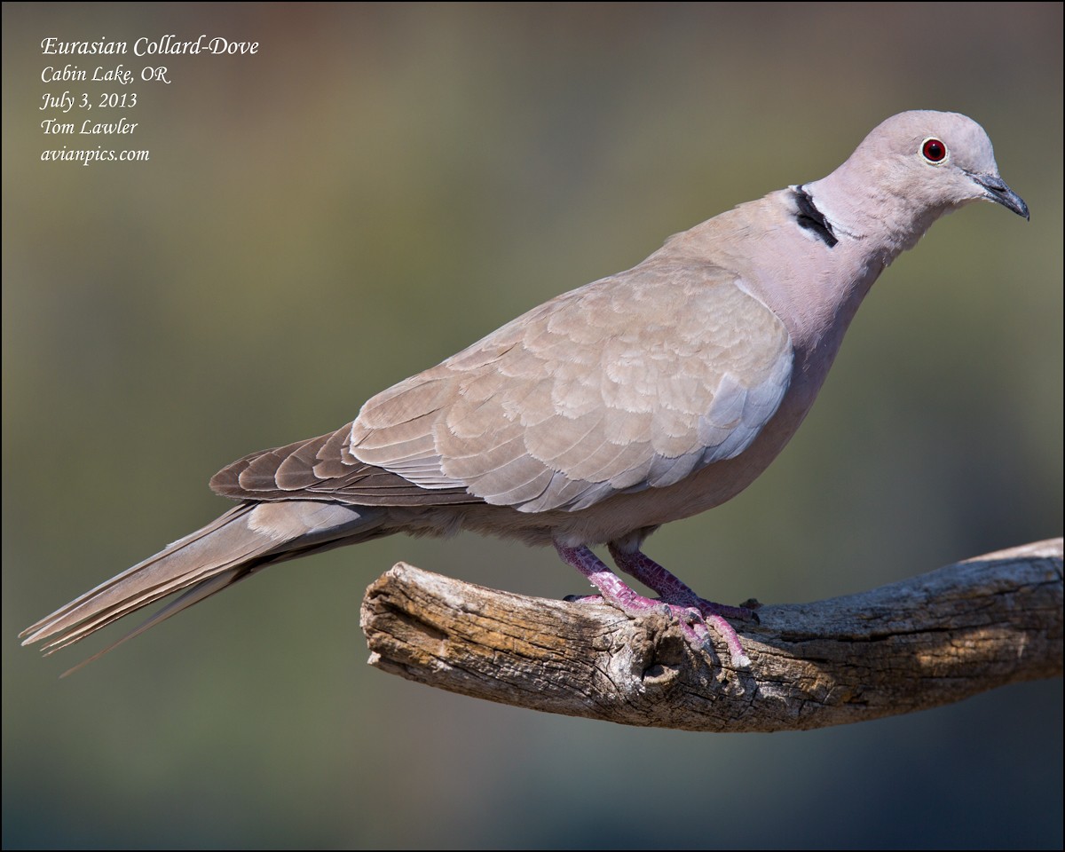 Eurasian Collared-Dove - Tom Lawler