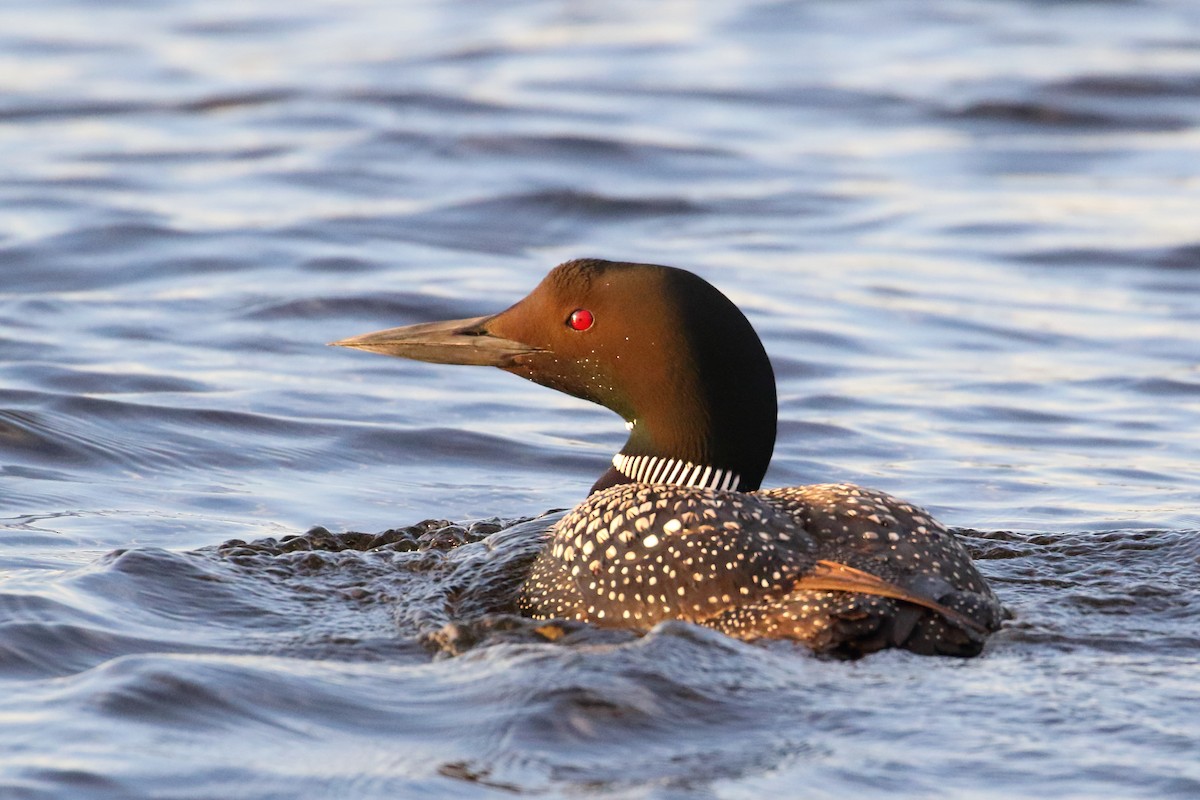 Common Loon - Shawn Miller