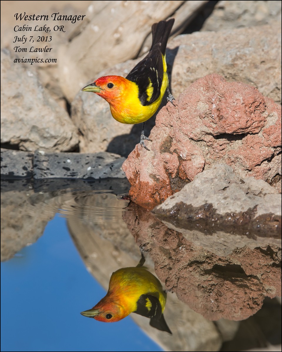 Western Tanager - ML108107971