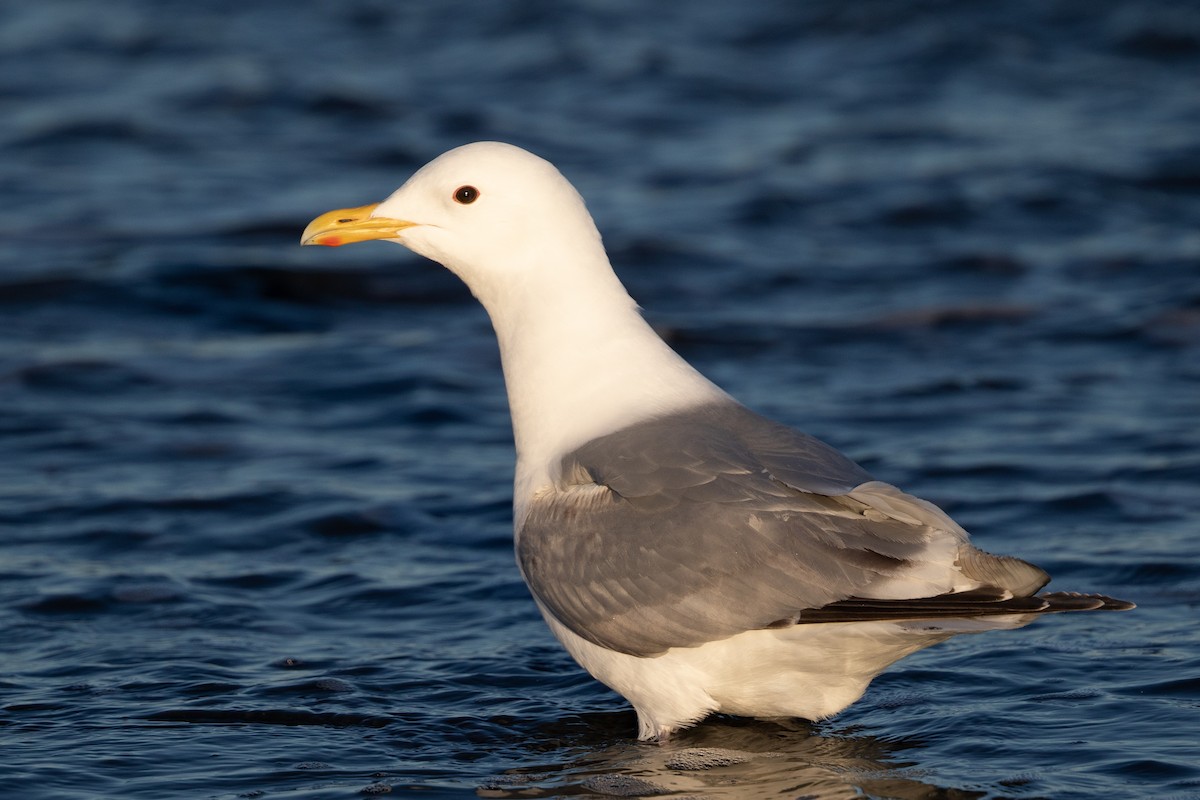 gull sp. - Cory Gregory