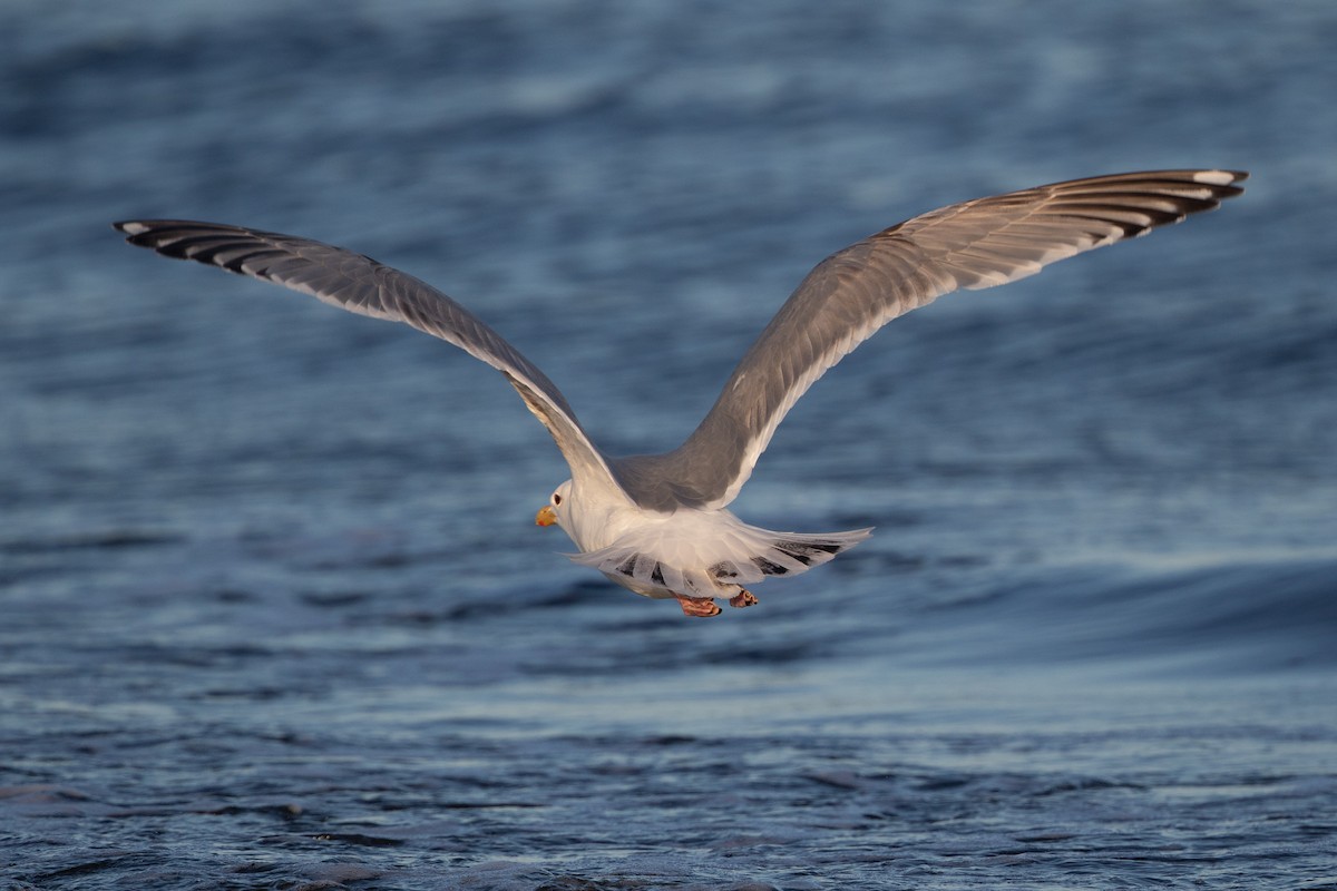 gull sp. - Cory Gregory