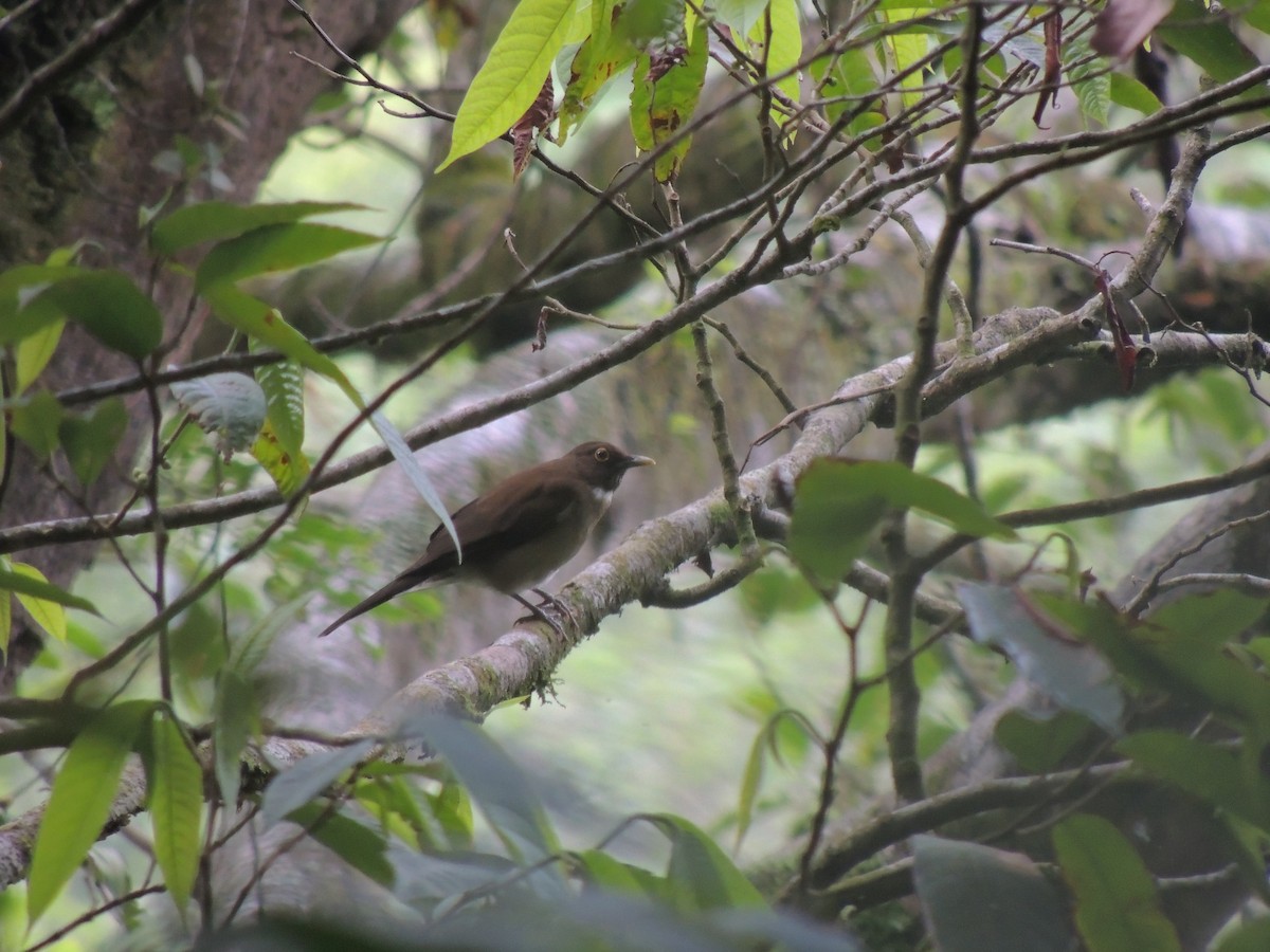White-throated Thrush - Pablo Chumil Birding Guatemala