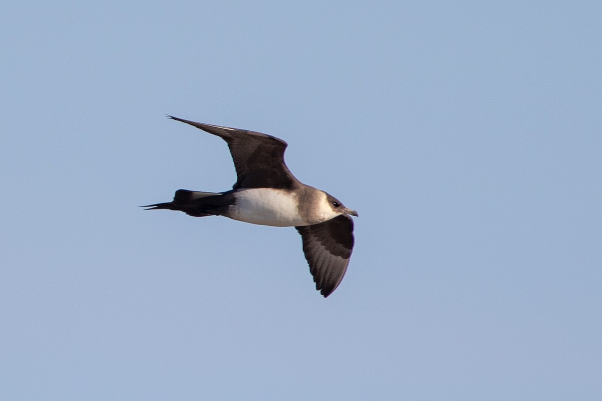 Parasitic Jaeger - Cory Gregory