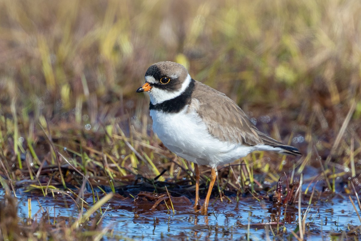 Semipalmated Plover - ML108117961