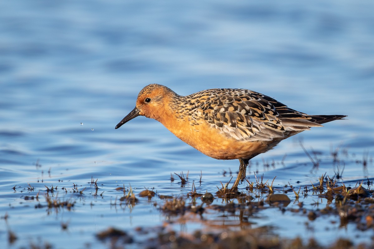 Red Knot - ML108118251