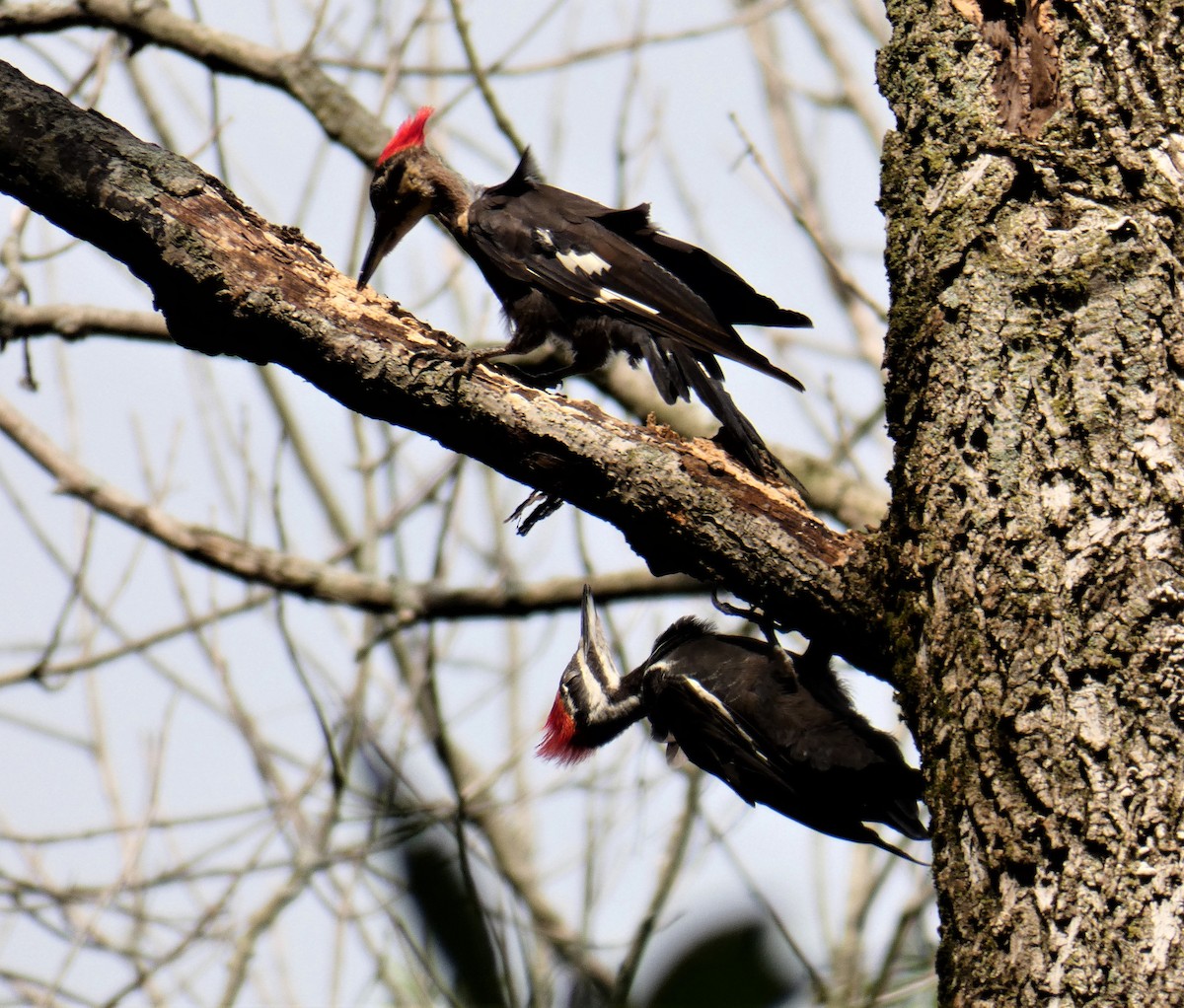Pileated Woodpecker - Larry Theller