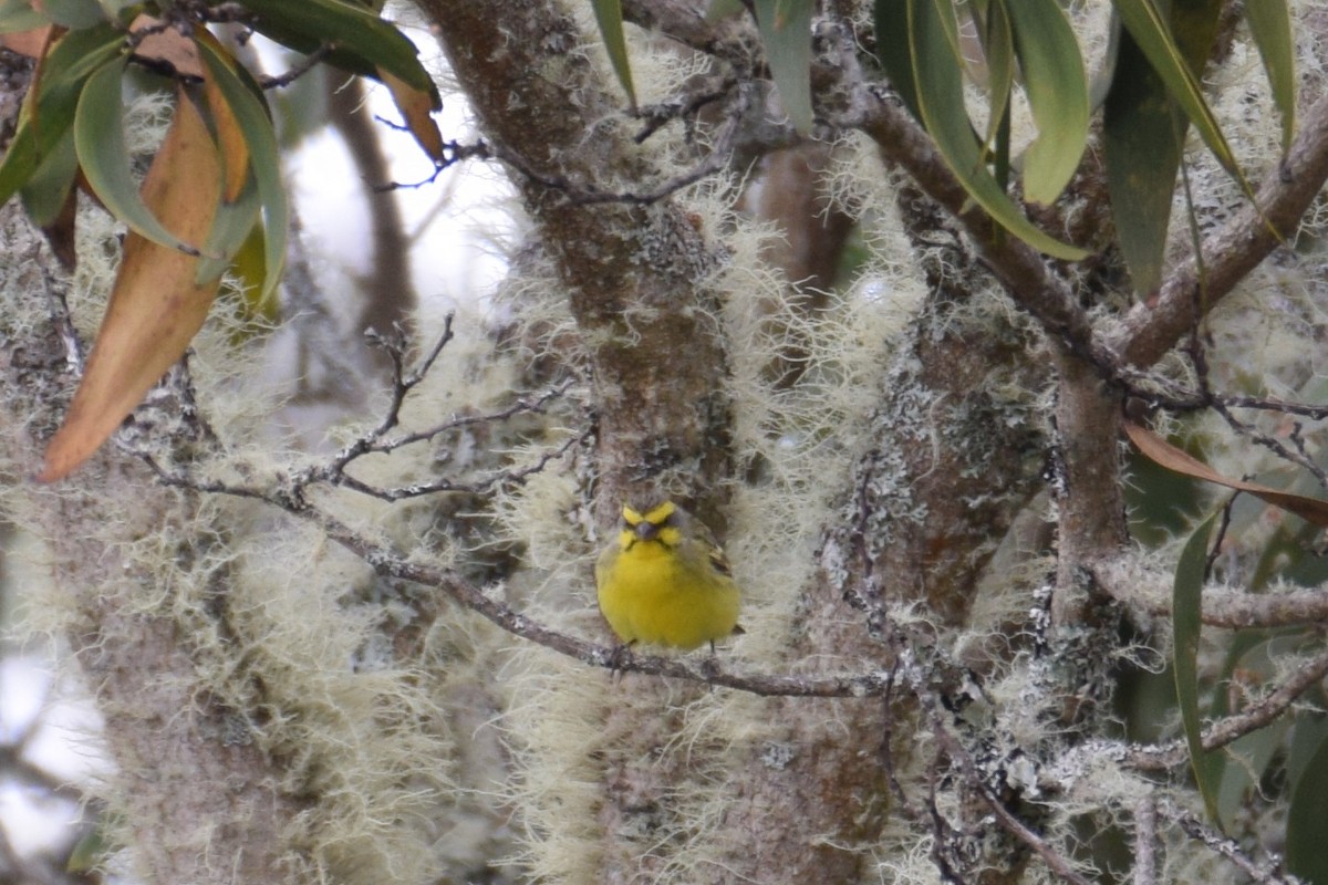 Yellow-fronted Canary - ML108122751