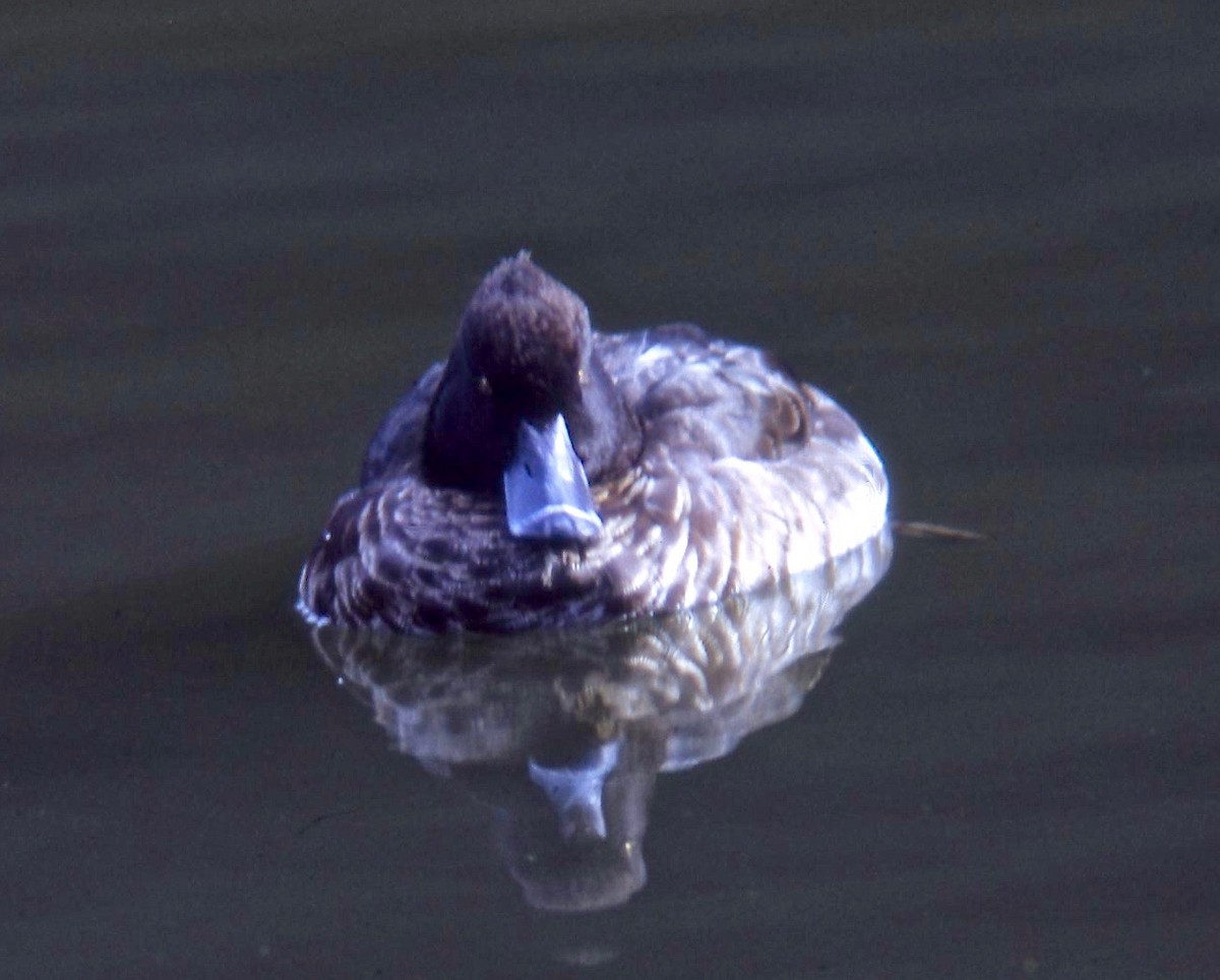 Tufted Duck - ML108123881
