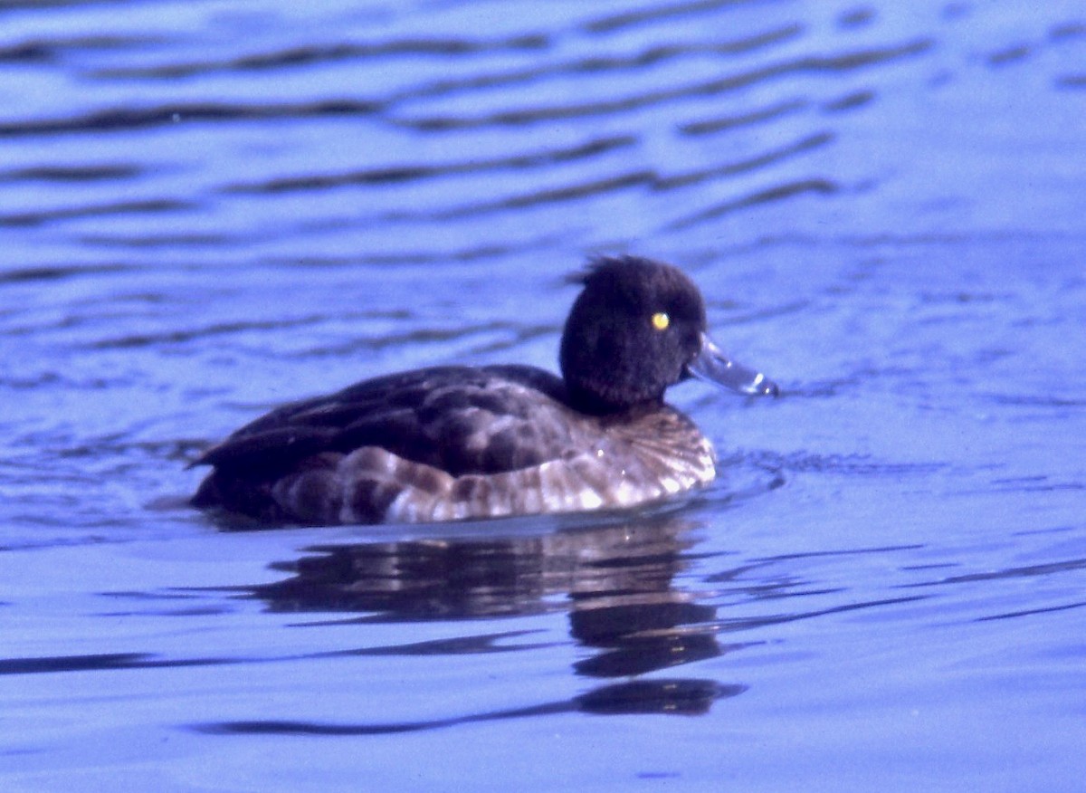 Tufted Duck - ML108123891