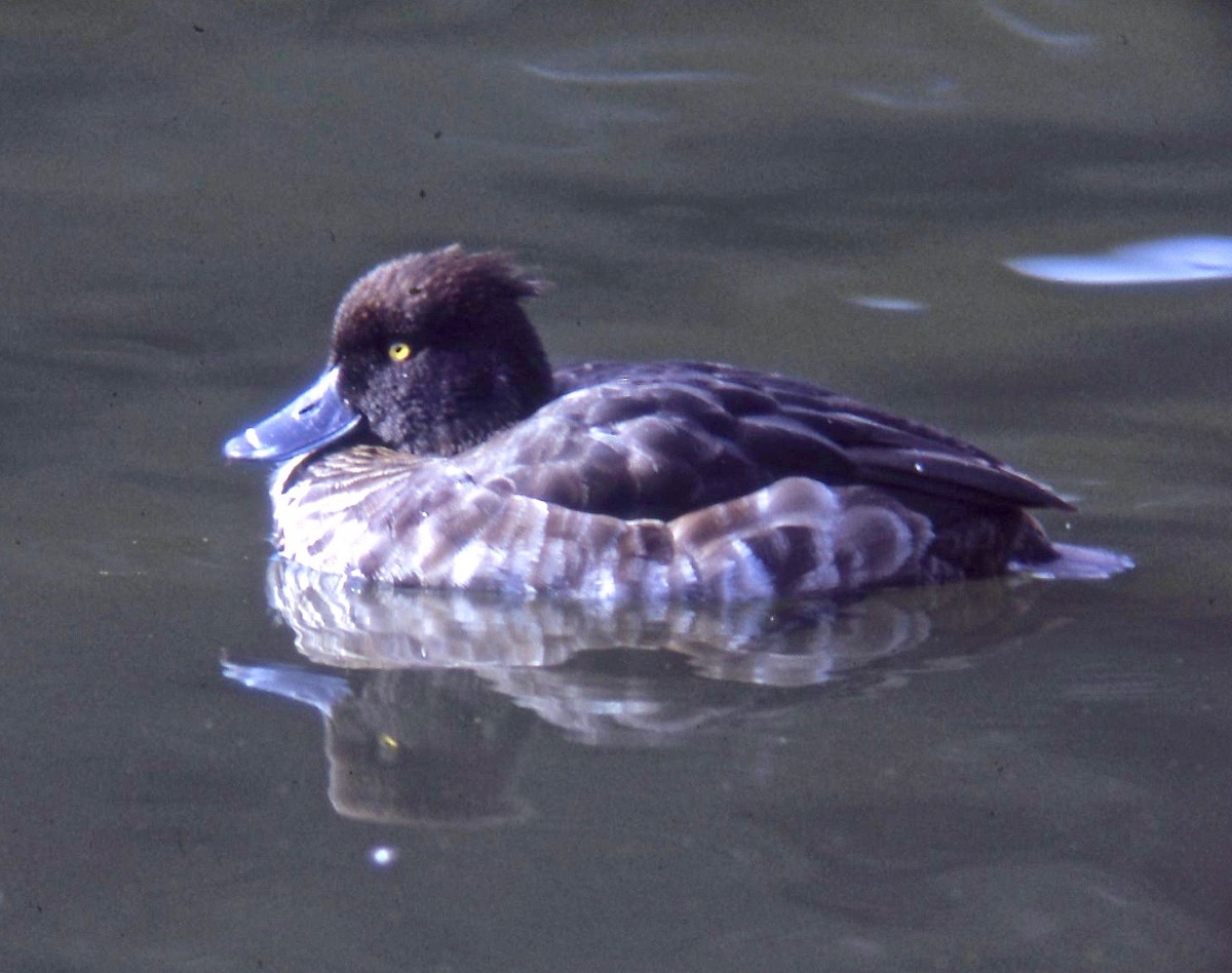 Tufted Duck - ML108123901