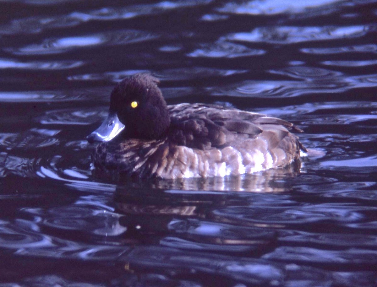 Tufted Duck - ML108123911