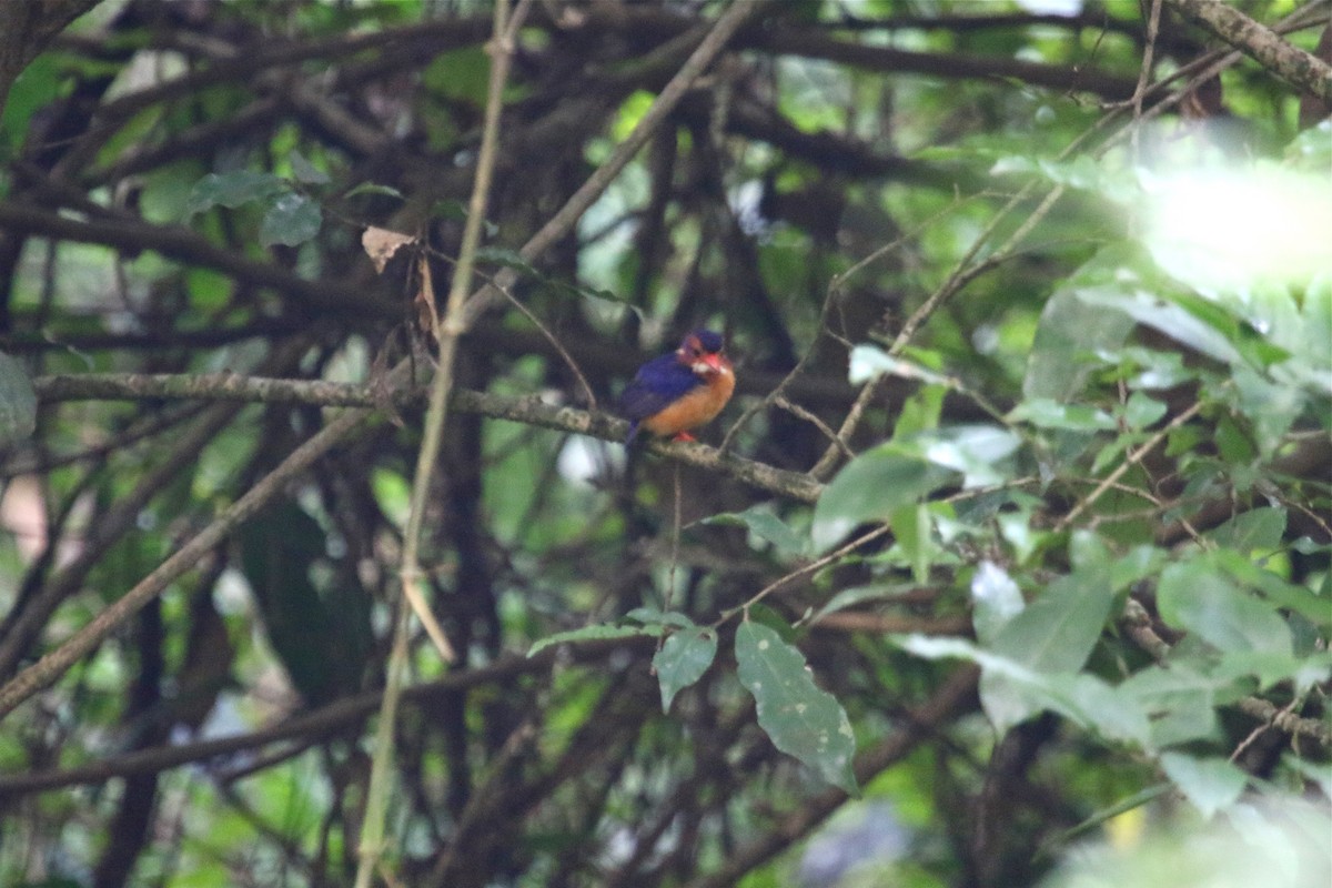African Pygmy Kingfisher - ML108124721