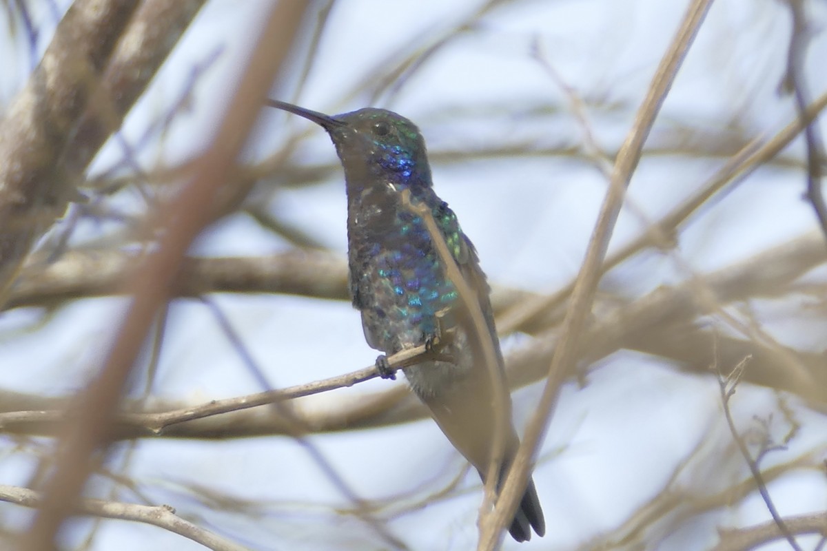 Sapphire-bellied Hummingbird - Peter Kaestner