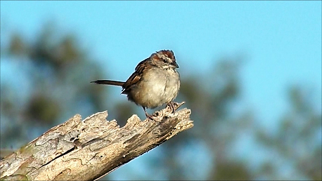 Chaco Sparrow - ML108129251
