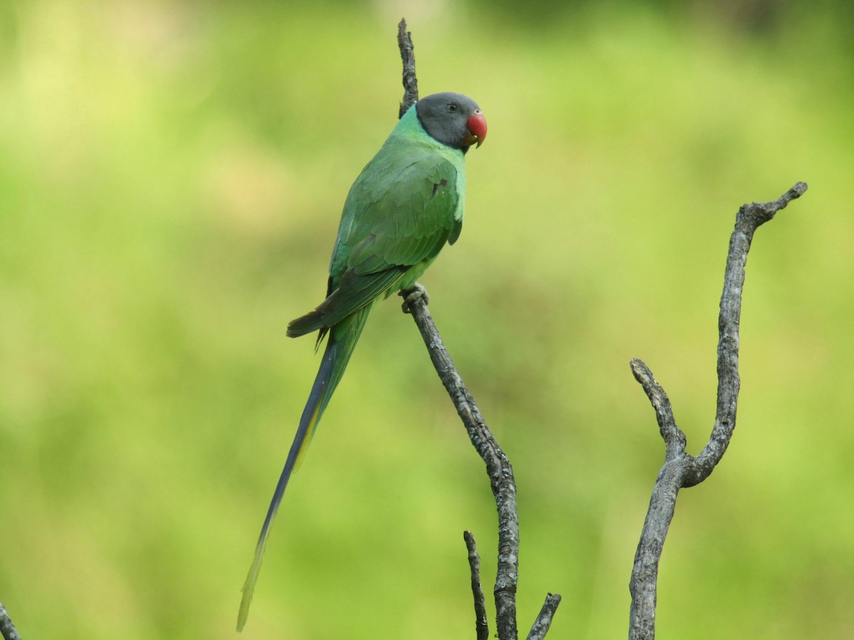 Himalaya Yeşil Papağanı - ML108131101