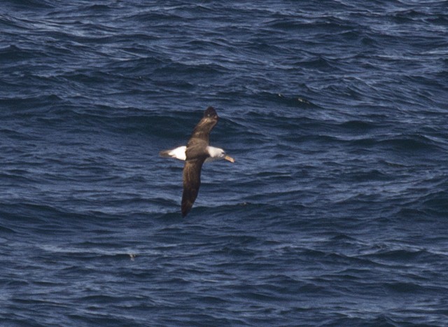 Black-browed Albatross (Black-browed) - Greg McLachlan
