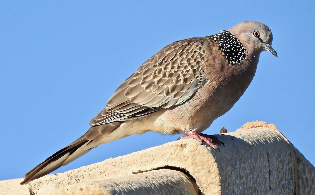 Spotted Dove - ML108132371