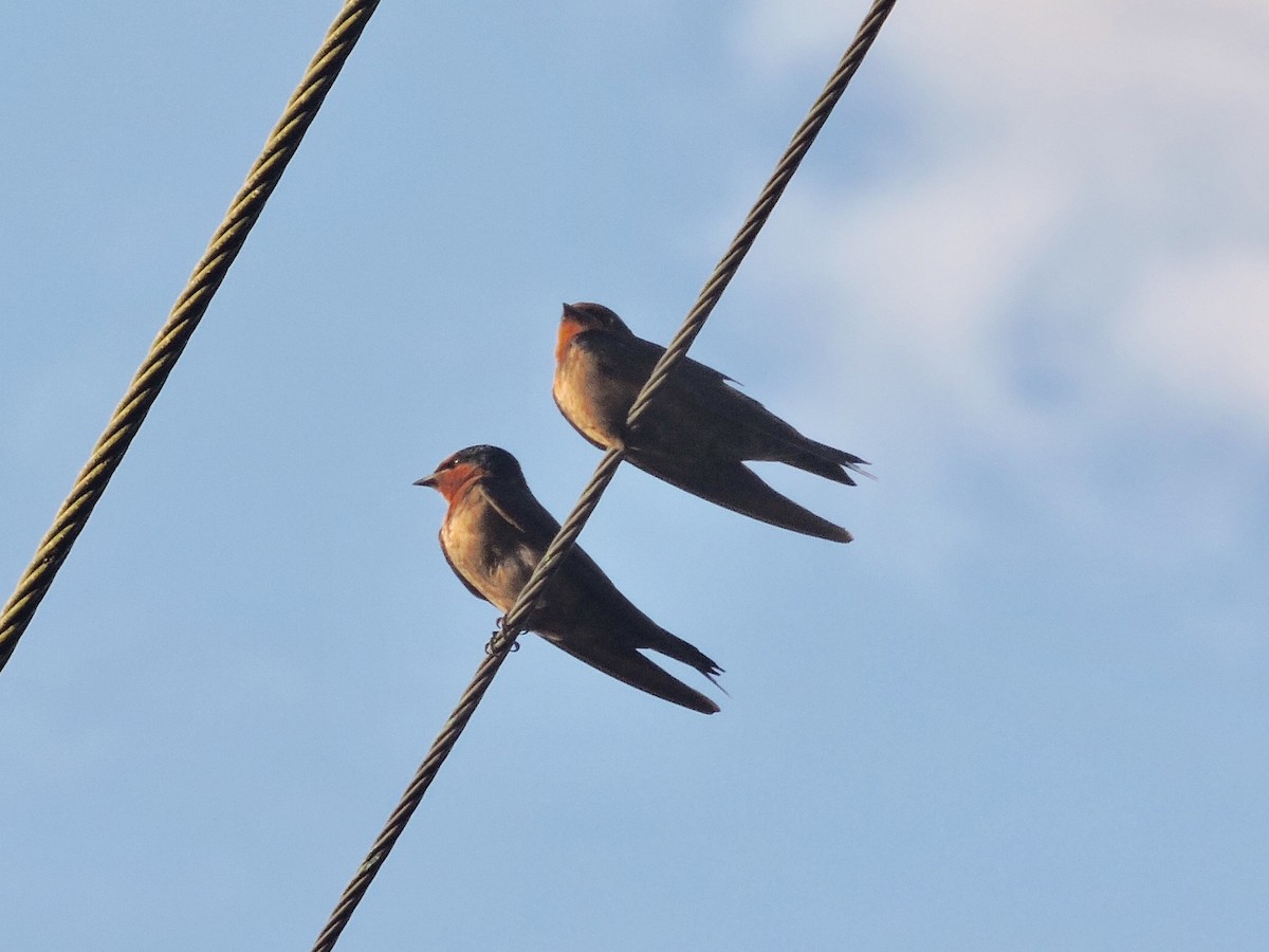 Pacific Swallow - ML108133221