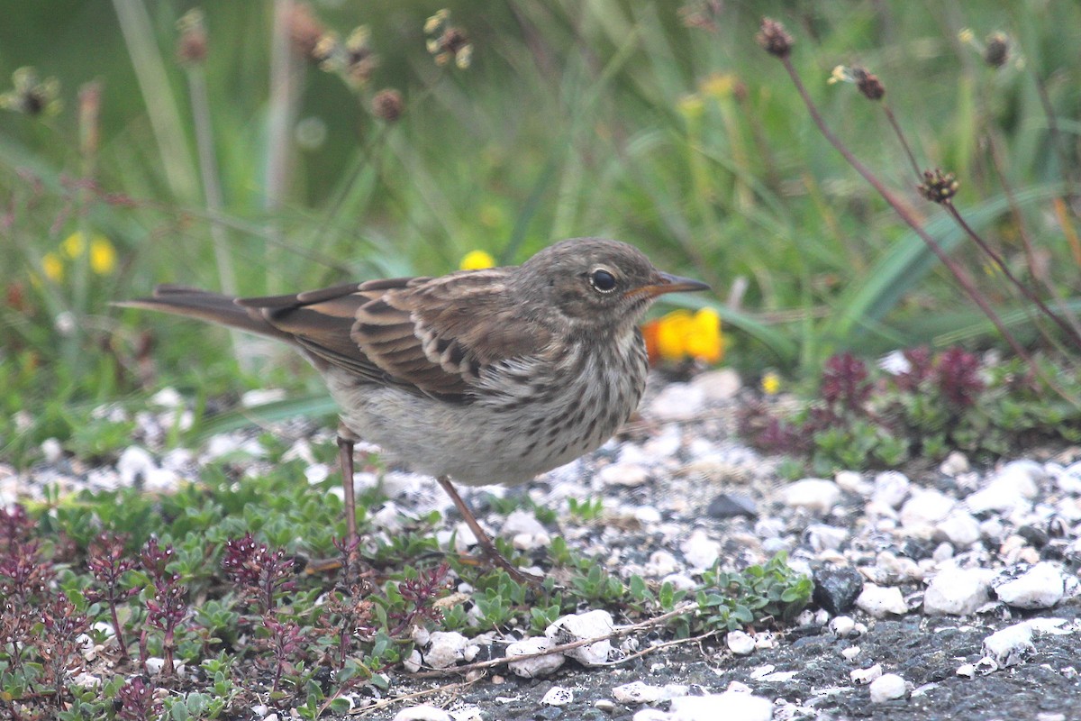 Water Pipit - ML108135041