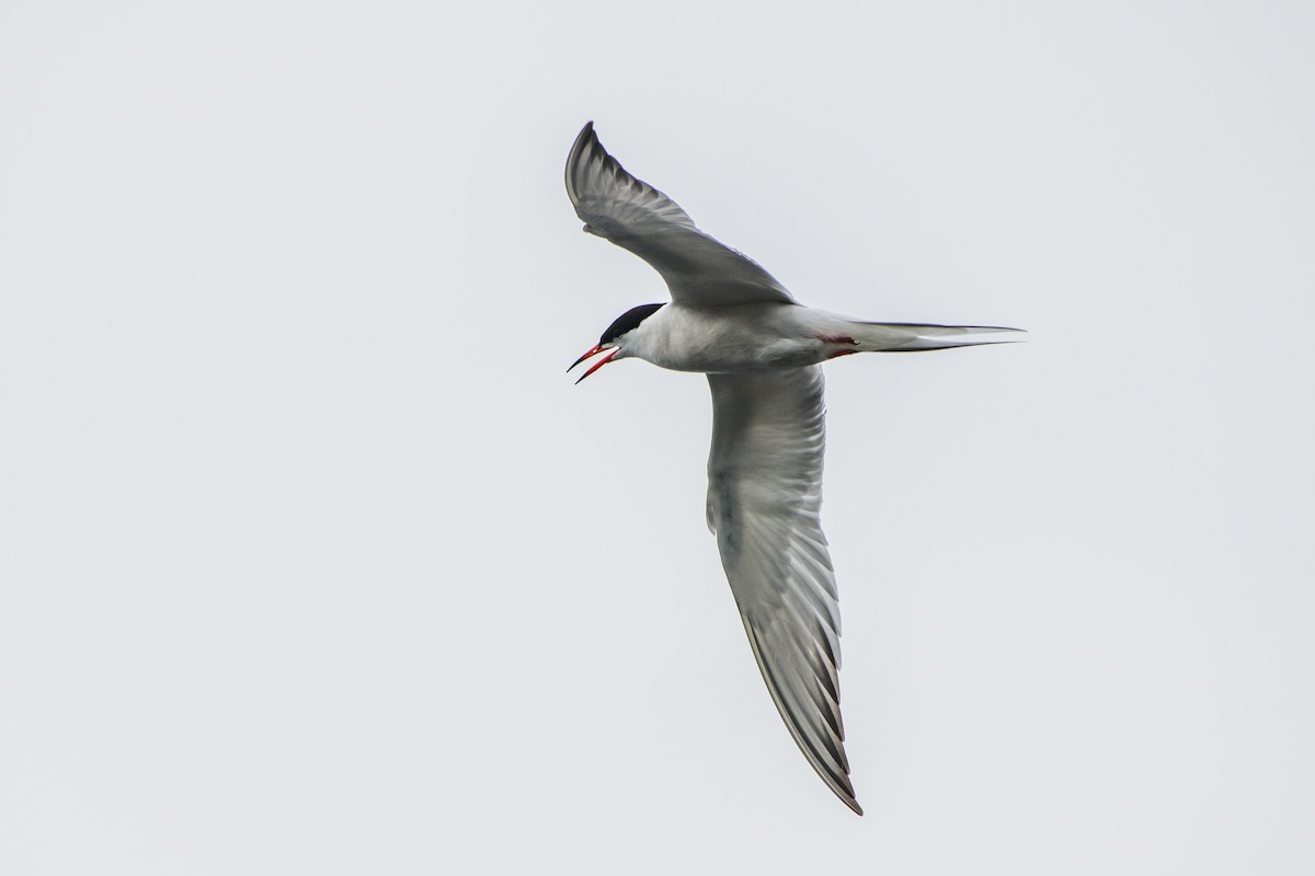 Common Tern - ML108136731