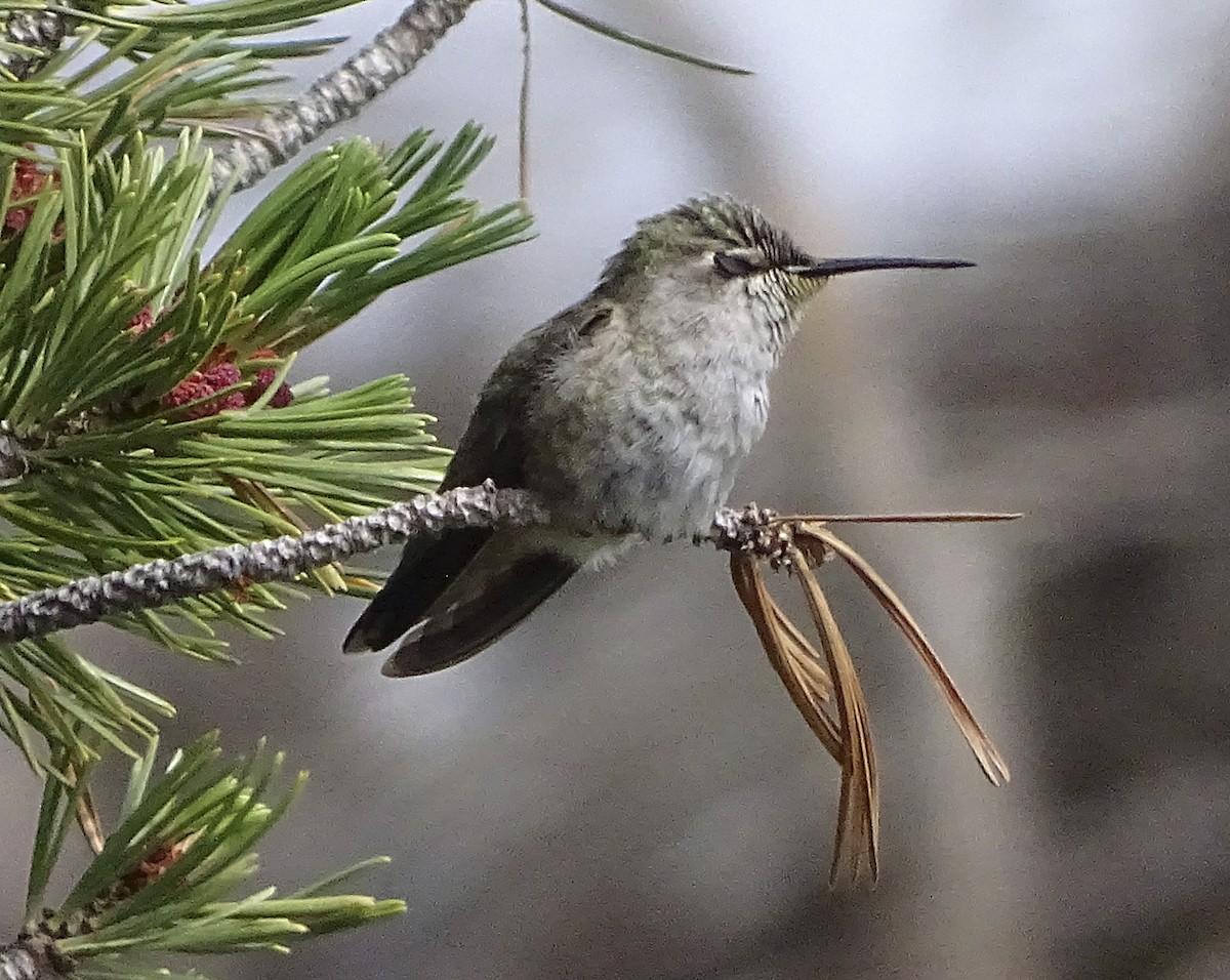 Costa's Hummingbird - Nancy Overholtz