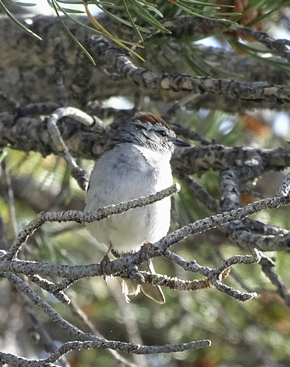 Chipping Sparrow - ML108140631