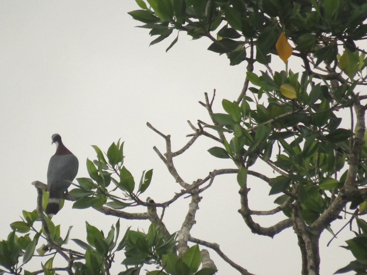 Collared Imperial-Pigeon - ML108140921
