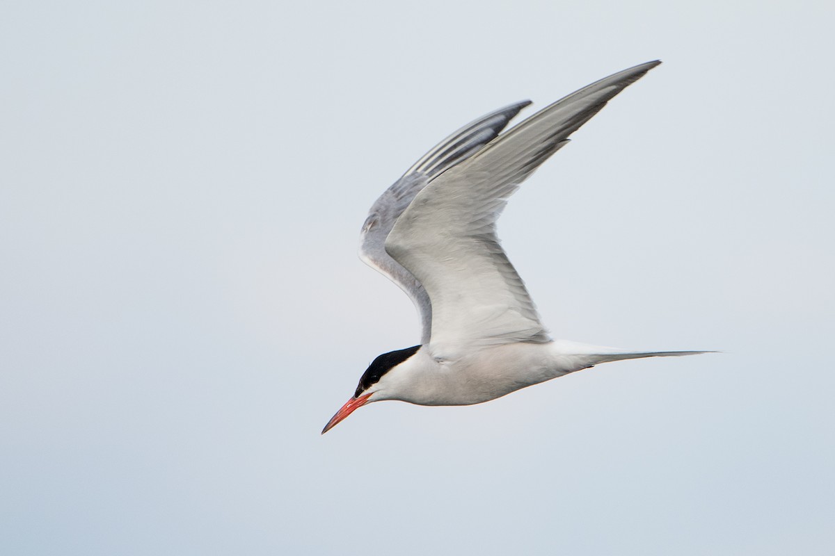Common Tern - ML108143211